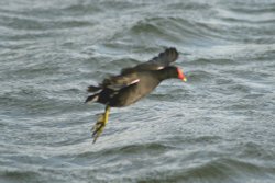 Moorhen over Herrington Ponds. Wallpaper