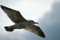 Gull In flight, Herrington. Wallpaper