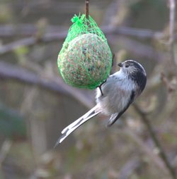 Blue tit feeding