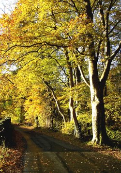Wood near Windermere in autumn, for Ron.