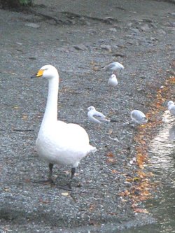 Bewick's Swan, a rare visitor to Windermere, not to be confused with the common Mute Swan.