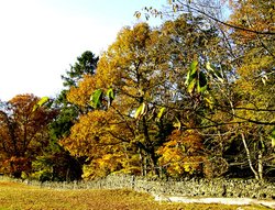 Woodland nr Windermere, Cumbria. Wallpaper