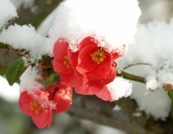 Steeple Claydon, Bucks. Snow on 6th April 2008. Wallpaper