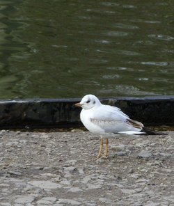 Wildlife, Clumber Country Park, Worksop, Nottinghamshire