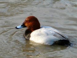 This is for you Sue. Wallpaper