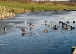 Icy afternoon, Herrington pond. Wallpaper