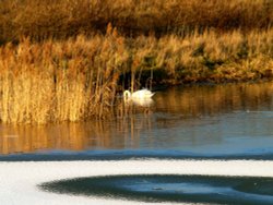 Evening meal, Herrington Country Park. Wallpaper