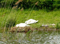 Afternoon nap, swans at Herrington Country Park. Wallpaper
