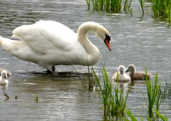 First swimming lesson. Herrington Country Park.