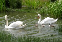 Family outing, Swans at Herrington Country Park. Wallpaper