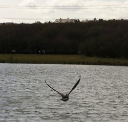 Wildlife