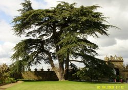 The Garden Wallpaper