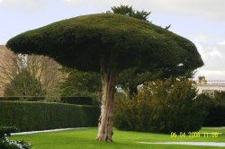 The Garden Wallpaper