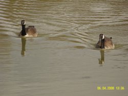 Hardwick Park Wallpaper