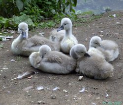 Baby Swans, Clumber Country Park, Worksop, Nottinghamshire Wallpaper