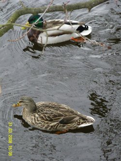 Chatsworth Park