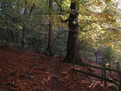 Autumn at Dinckley, Ribchester, Lancashire. Wallpaper