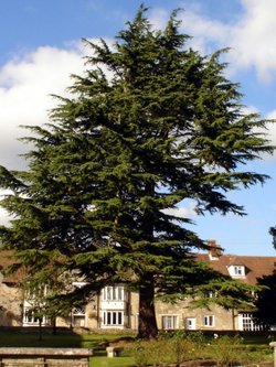St. Johns graveyard, Tisbury, Wiltshire