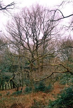 Gutch Common West of Tisbury