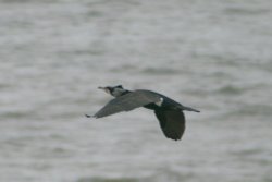 Cormorant viewed from the  Coastal Path, Whitburn, Tyne and Wear Wallpaper