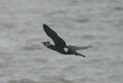 Cormorant viewed from the  Coastal Path, Whitburn, Tyne and Wear Wallpaper