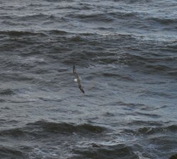 Fulmar skimming the wave tops, seen from the  Coastal Path, Whitburn, Tyne and Wear Wallpaper