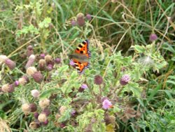 Small Tortoiseshell, on the  Coastal Path, Whitburn, Tyne and Wear Wallpaper