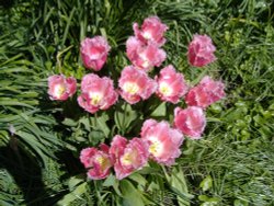 Garden in bloom, Highdown Gardens Wallpaper
