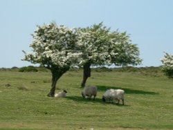 Hawthorn Tree, Quantock Hills, Somerset Wallpaper