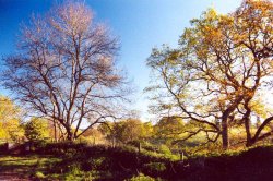 King John's Wood, Tollard Royal, Wiltshire