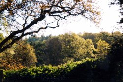 King John's wood, Tollard Royal, Wiltshire