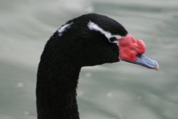 Black-necked Swan. Wallpaper