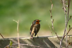 Robin seen next to the visitor centre
