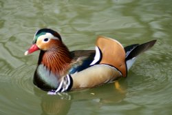 Mandarin Duck. Wallpaper