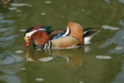 Mandarin Duck.