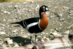 Red Breasted Goose. Wallpaper