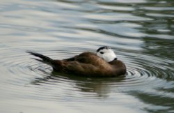 White Headed Duck.