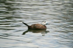 White Headed Duck. Wallpaper