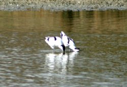 Avocets displaying on pond at Wetlands Centre. Tyne and Wear.