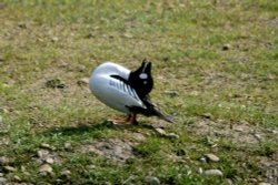 Goldeneye Drake displaying for female.