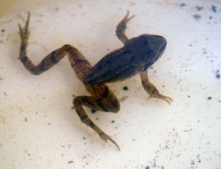 Common Frog. Wallpaper