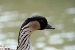 Nene or Hawaiian Goose Wallpaper