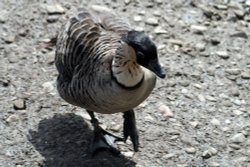 Nene or Hawaiian Goose. Washington Wetlands Centre. Wallpaper