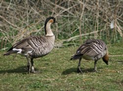 Nene or Hawaiian Goose. Washington Wetlands Centre. Wallpaper