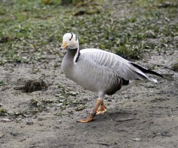 Bar Headed Goose. Washington Wetlands Centre, Tyne & Wear. Wallpaper