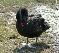 Black Swan. Washington Wetlands Centre, Tyne & Wear. Wallpaper