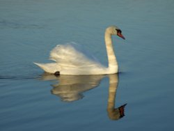 Swan just before sunset