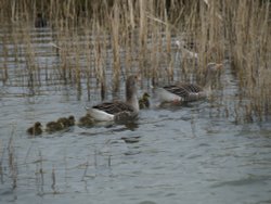 Parental Guidence being lead to safety Wallpaper