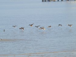 Ducks in flight on the River Humber Wallpaper