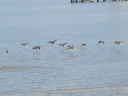 Ducks in flight on the River Humber Wallpaper
